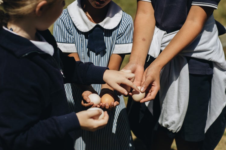 Image of three students hands, all holding chickens eggs