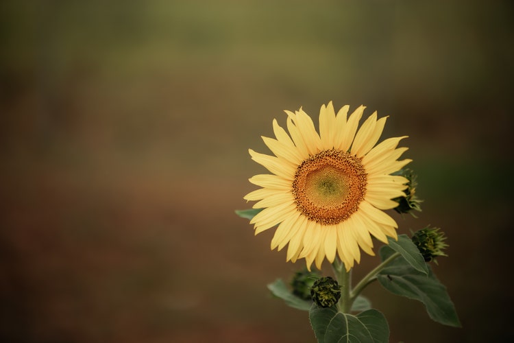Image of a sunflower, taken in Belltrees school playground